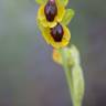 Fotografia 6 da espécie Ophrys lutea do Jardim Botânico UTAD