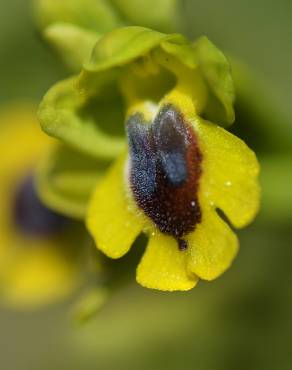 Fotografia 7 da espécie Ophrys lutea no Jardim Botânico UTAD