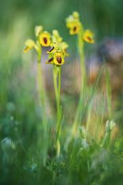 Fotografia da espécie Ophrys lutea