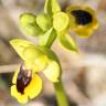 Fotografia 9 da espécie Ophrys lutea do Jardim Botânico UTAD