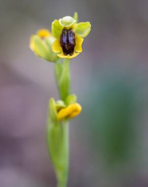 Fotografia 10 da espécie Ophrys lutea no Jardim Botânico UTAD