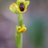 Fotografia 10 da espécie Ophrys lutea do Jardim Botânico UTAD
