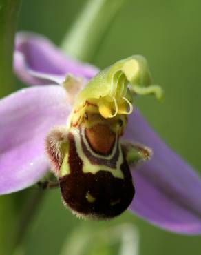 Fotografia 13 da espécie Ophrys apifera no Jardim Botânico UTAD