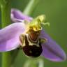 Fotografia 13 da espécie Ophrys apifera do Jardim Botânico UTAD