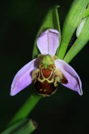 Fotografia da espécie Ophrys apifera