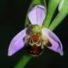Fotografia 14 da espécie Ophrys apifera do Jardim Botânico UTAD