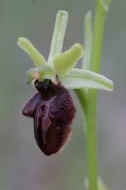 Fotografia da espécie Ophrys sphegodes