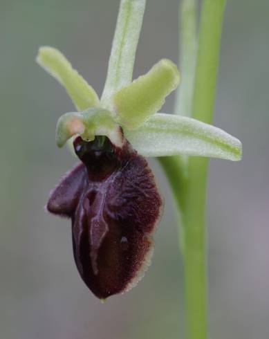 Fotografia de capa Ophrys sphegodes - do Jardim Botânico