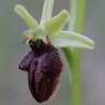 Fotografia 1 da espécie Ophrys sphegodes do Jardim Botânico UTAD