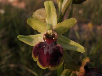 Fotografia da espécie Ophrys sphegodes