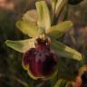 Fotografia 2 da espécie Ophrys sphegodes do Jardim Botânico UTAD