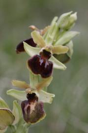 Fotografia da espécie Ophrys sphegodes