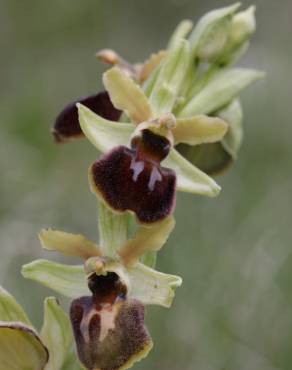 Fotografia 3 da espécie Ophrys sphegodes no Jardim Botânico UTAD