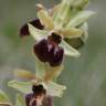 Fotografia 3 da espécie Ophrys sphegodes do Jardim Botânico UTAD