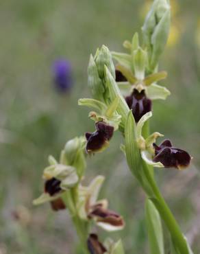 Fotografia 4 da espécie Ophrys sphegodes no Jardim Botânico UTAD