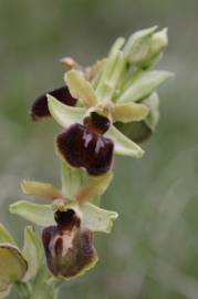 Fotografia da espécie Ophrys sphegodes