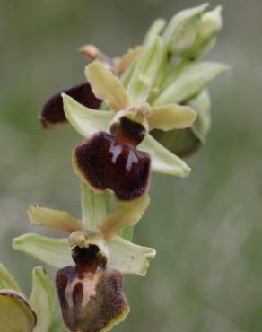 Fotografia 5 da espécie Ophrys sphegodes no Jardim Botânico UTAD