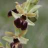 Fotografia 5 da espécie Ophrys sphegodes do Jardim Botânico UTAD