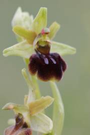 Fotografia da espécie Ophrys sphegodes