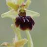 Fotografia 6 da espécie Ophrys sphegodes do Jardim Botânico UTAD