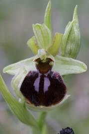 Fotografia da espécie Ophrys sphegodes