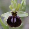Fotografia 7 da espécie Ophrys sphegodes do Jardim Botânico UTAD