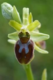 Fotografia da espécie Ophrys sphegodes