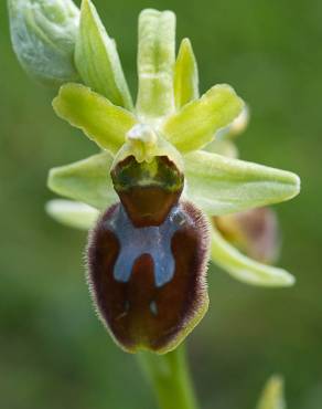 Fotografia 8 da espécie Ophrys sphegodes no Jardim Botânico UTAD