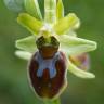 Fotografia 8 da espécie Ophrys sphegodes do Jardim Botânico UTAD