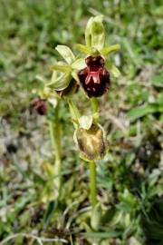 Fotografia da espécie Ophrys sphegodes