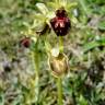 Fotografia 9 da espécie Ophrys sphegodes do Jardim Botânico UTAD