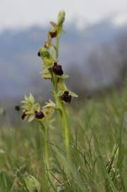 Fotografia da espécie Ophrys sphegodes