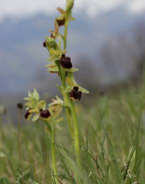 Fotografia 10 da espécie Ophrys sphegodes no Jardim Botânico UTAD