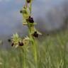 Fotografia 10 da espécie Ophrys sphegodes do Jardim Botânico UTAD
