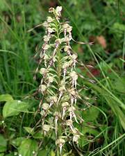 Fotografia da espécie Himantoglossum hircinum