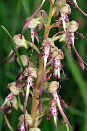 Fotografia da espécie Himantoglossum hircinum