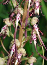 Fotografia da espécie Himantoglossum hircinum