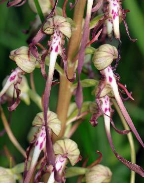 Fotografia 3 da espécie Himantoglossum hircinum no Jardim Botânico UTAD