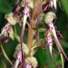Fotografia 3 da espécie Himantoglossum hircinum do Jardim Botânico UTAD