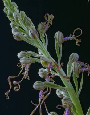 Fotografia 4 da espécie Himantoglossum hircinum no Jardim Botânico UTAD