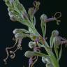 Fotografia 4 da espécie Himantoglossum hircinum do Jardim Botânico UTAD