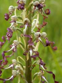 Fotografia da espécie Himantoglossum hircinum