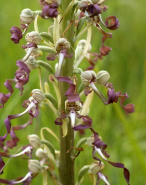 Fotografia 5 da espécie Himantoglossum hircinum no Jardim Botânico UTAD