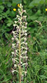 Fotografia da espécie Himantoglossum hircinum