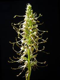 Fotografia da espécie Himantoglossum hircinum