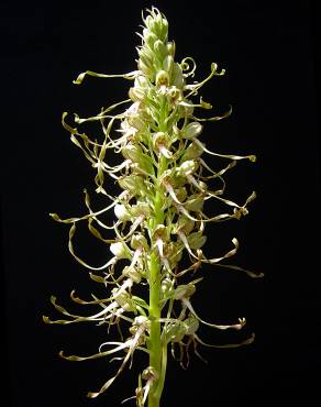 Fotografia 8 da espécie Himantoglossum hircinum no Jardim Botânico UTAD