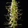 Fotografia 8 da espécie Himantoglossum hircinum do Jardim Botânico UTAD