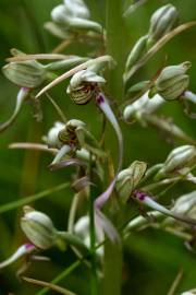 Fotografia da espécie Himantoglossum hircinum