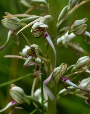 Fotografia 11 da espécie Himantoglossum hircinum no Jardim Botânico UTAD