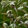 Fotografia 11 da espécie Himantoglossum hircinum do Jardim Botânico UTAD